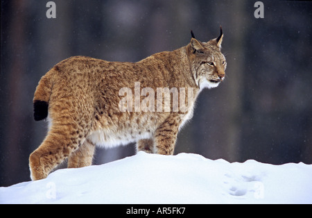 Lynx - in piedi nella neve / Lynx lynx Foto Stock