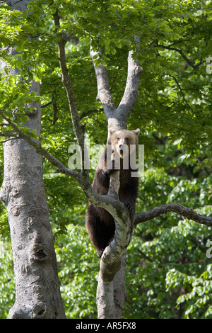 Unione di orso bruno Braunbear, Ursus arctos, Europa, Germania, NP Bayerischer Wald, cub su albero Foto Stock