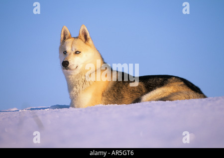 Sibirian Husky - nella neve Foto Stock