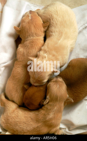 Cuccioli neonato nestle insieme per il calore in un tessuto rivestito box Foto Stock