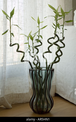 Dracaena sanderiana genuine fortunato di piante di bambù Foto Stock