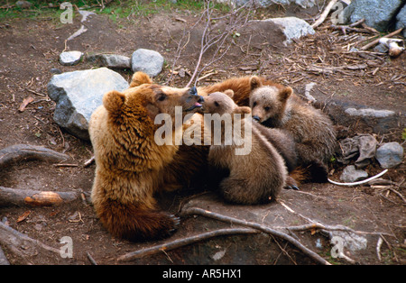 Europaeischer Braunbaer Unione Orso Bruno Ursus arctos Foto Stock