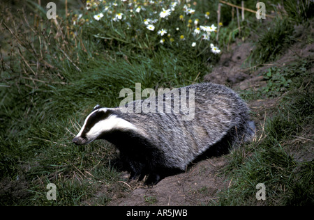 Unione Badger, Dachs, Meles meles, Europa Foto Stock