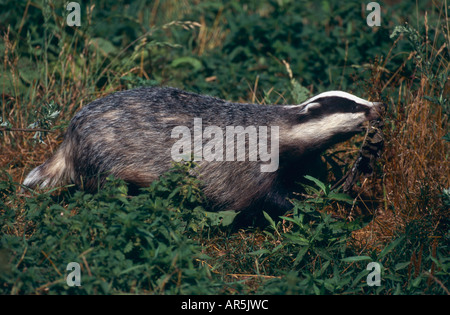 Unione Badger, Dachs, Meles meles, Europa Foto Stock