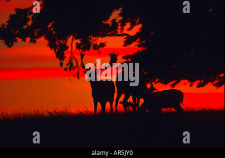 Damhisch Cervus dama daino Daenemark vor "Abendrot" Foto Stock