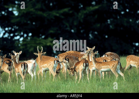 Damtiere und Hirsche daini e cervi Dama Dama autentica wild Schleswig Holstein Deutschland Germania Foto Stock