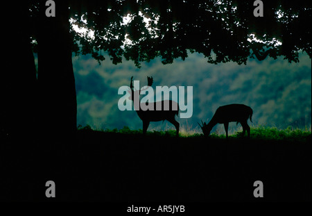 Damhirsch Cervus dama daino Daenemark Foto Stock