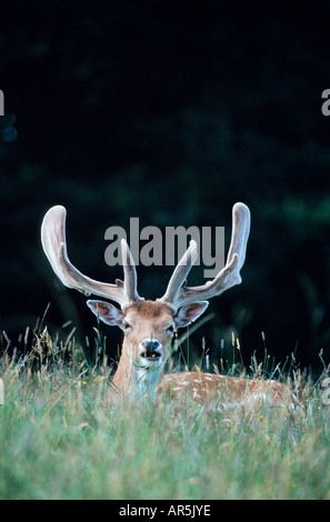 Maggese cervi con bastanler damhirsche im liberiane dama dama Germania Schleswig Holstein Foto Stock