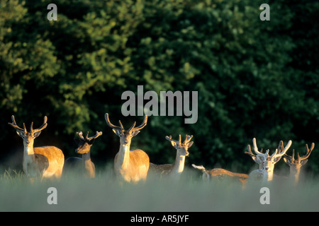 Maggese cervi con bastanler damhirsche im liberiane dama dama Germania Schleswig Holstein Foto Stock