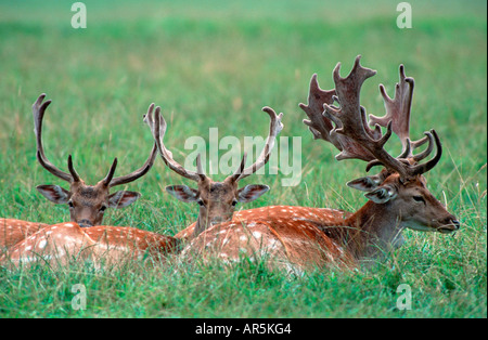 Maggese cervi con bastanler damhirsche im liberiane dama dama Germania Schleswig Holstein Foto Stock