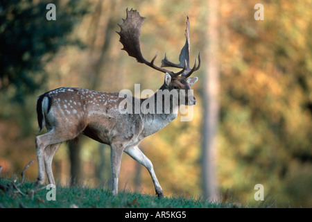 Maggese cervi con bastanler damhirsche im liberiane dama dama Germania Schleswig Holstein Foto Stock