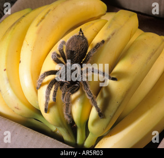 Red impastare Tarantola Tarantola bracypelma smithi sull'importazione di banane Foto Stock