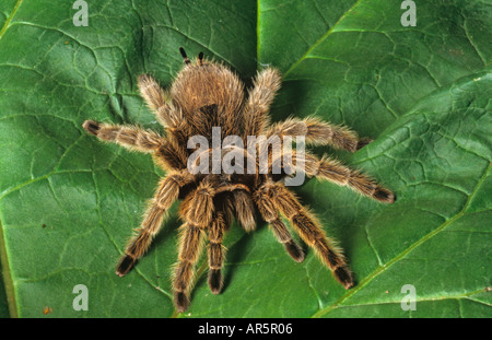 Red impastare Tarantola Tarantola bracypelma smithi Foto Stock