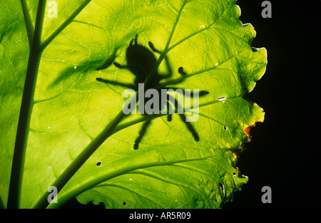 Red impastare Tarantola Tarantola bracypelma smithi Foto Stock