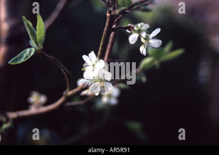 Minarette prugna Fiore in un cottage Inglese giardino, Lancaster, Lancashire Foto Stock