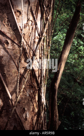 Carrello ad albero con le radici di un banyan tree crescono attorno ad esso, nella foresta pluviale tropicale Foto Stock
