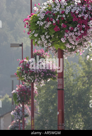 Nei cestini appesi di fiori su pali della luce in Francia Foto Stock