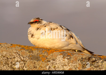 Maschio di pernice bianca Lagopus muta o mutus poggiante su lichen coperto rock con fondo trasparente a luce calda Foto Stock