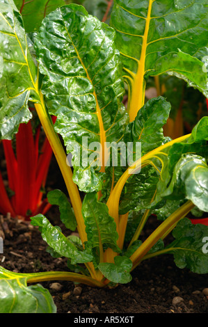 Le bietole luci luminose Foto Stock