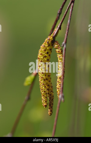 BETULA PENDULA argento amenti di betulla Foto Stock