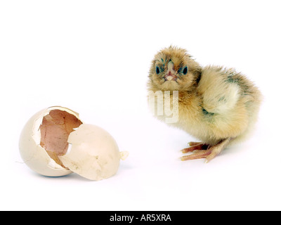 Nuovo nato chick in piedi dal suo uovo. Foto Stock