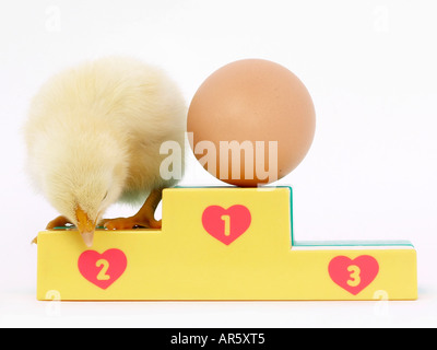 Un piccolo pulcino e un uovo su un podio che è venuto prima l uovo o la gallina. Foto Stock