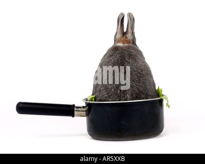 Coniglio grigio seduta in una casseruola. Foto Stock