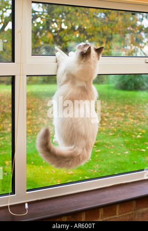 Un otto mesi maschio cucciolo Ragdoll salta a una finestra superiore e pensa di sfuggire il terzo di una serie di tre immagini Foto Stock