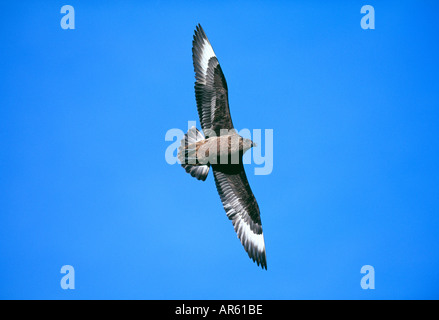 Grande Skua Stercorarius skua Mousa RSPB Riserva Shetland Scozia estate Foto Stock