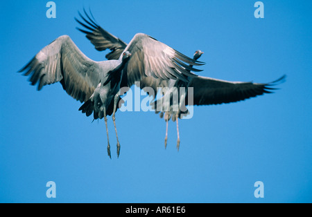 Demoiselle gru Anthropoides virgo coppia venuta in terra Kichan Rjasthan India Novembre Foto Stock