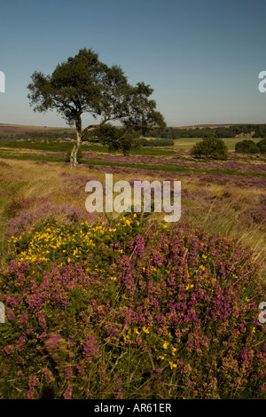 Una solitaria argento betulla su Lawrencefield con colorate di erica viola e di colore giallo brillante gorse in primo piano. Foto Stock