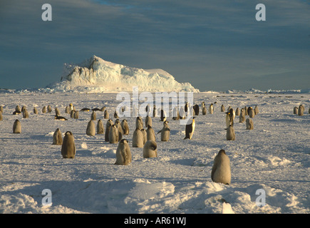 Pinguini imperatore (Aptenodytes forsteri) pulcino e adulti sul ghiaccio veloce, Capo Washington, il Mare di Ross, Antartide Foto Stock
