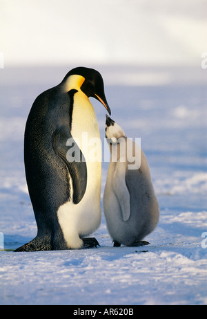 Pinguino imperatore Aptenodytes forsteri coppia con pulcini Mare di Weddell Antartide Foto Stock