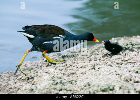 Moorhen Gallinula chloropus adulto Alimentazione Chick Slimbridge GLOUCESTERSHIRE REGNO UNITO molla Foto Stock