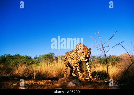 Ghepardo Acinonyx jubatus mostra aggressione Sud Africa Foto Stock