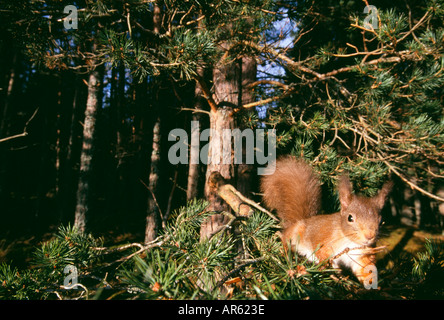 Red Squirrel Sciurus vulgaris Cairngorm National Park Speyside Scotland winter Foto Stock