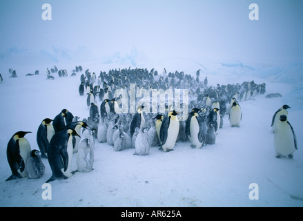 Pinguino imperatore Aptenodytes forsteri gruppo riuniti durante la tempesta di mare di Weddell Antartide Foto Stock