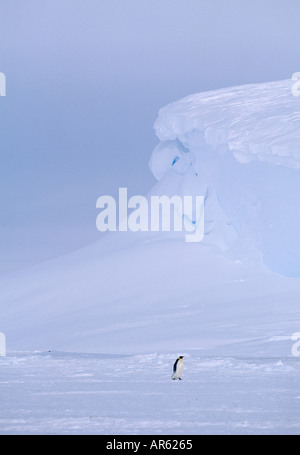 Pinguino imperatore Aptenodytes forsteri lone adulto tornando a Colonia di fronte mare di ghiaccio del mare di Weddell Antartide di novembre Foto Stock