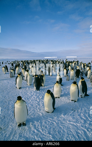 Pinguino imperatore Aptenodytes forsteri close up profilo della testina Dawson Lambton Glacier Mare di Weddell Antartide di novembre Foto Stock