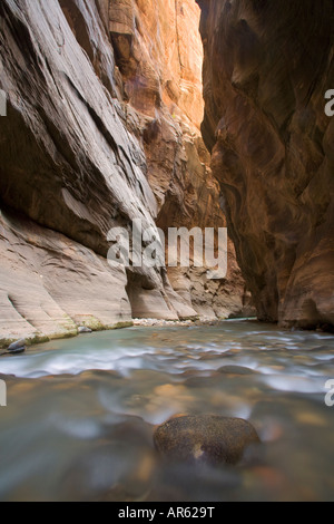 Il fiume vergine in Sion si restringe Zion National Park nello Utah Foto Stock