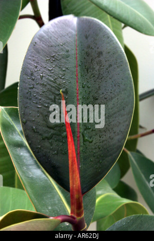 Impianto di gomma leaf Foto Stock