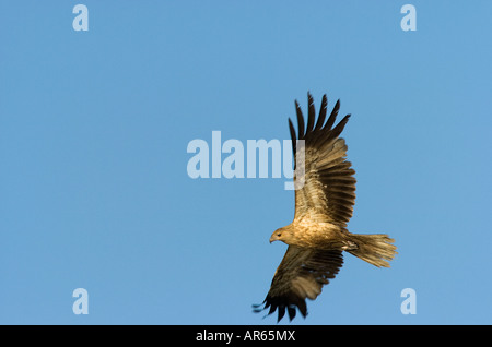 Sibilo Kite Haliastur sphenurus in volo Foto Stock