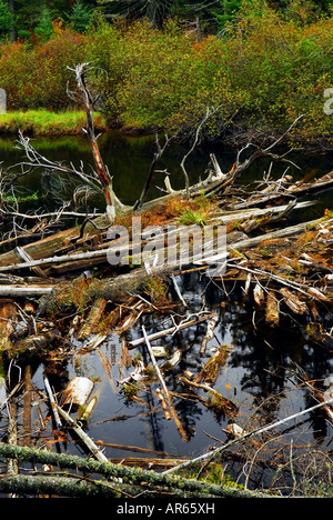 Driftwood in una foresta fiume in Algonquin parco provinciale Canada Foto Stock