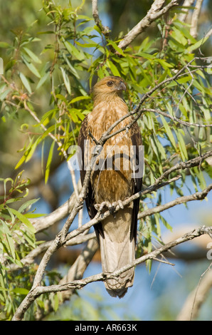 Sibilo Kite Haliastur sphenurus appollaiate in una struttura ad albero Foto Stock