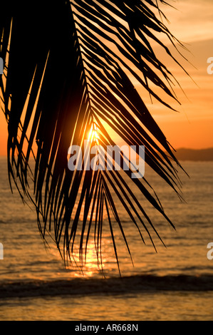 Messico Nayarit villaggio di Sayulita vicino a Puerto Vallarta sull'Oceano Pacifico tramonto attraverso Palm tree con l'oceano oltre Foto Stock