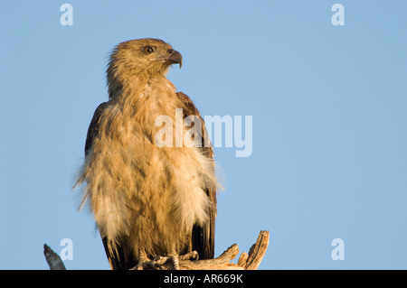 Sibilo Kite Haliastur sphenurus appollaia Foto Stock