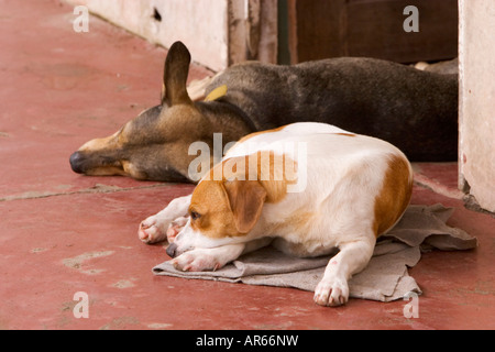 Cani tenendo pisolino pomeridiano in Tortuguero Village, Costa Rica Foto Stock