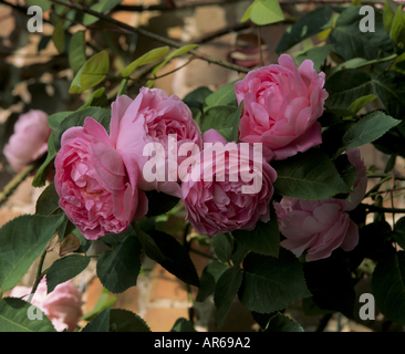 Mottisfont Abbey Hampshire Foto Stock