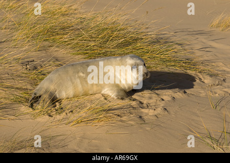 Guarnizione grigia Halichoerus grypus pup Foto Stock