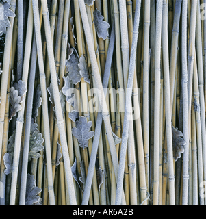 Una collezione di brina spolverata canne con una spolverata di secchi di foglie di quercia Foto Stock